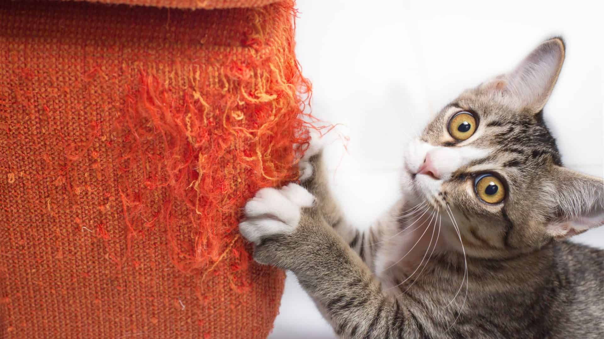 gato--1920x1080