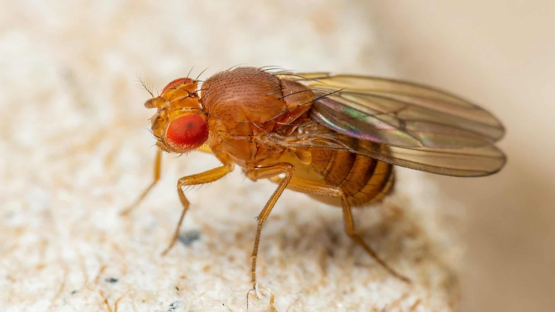 mosca das frutas
