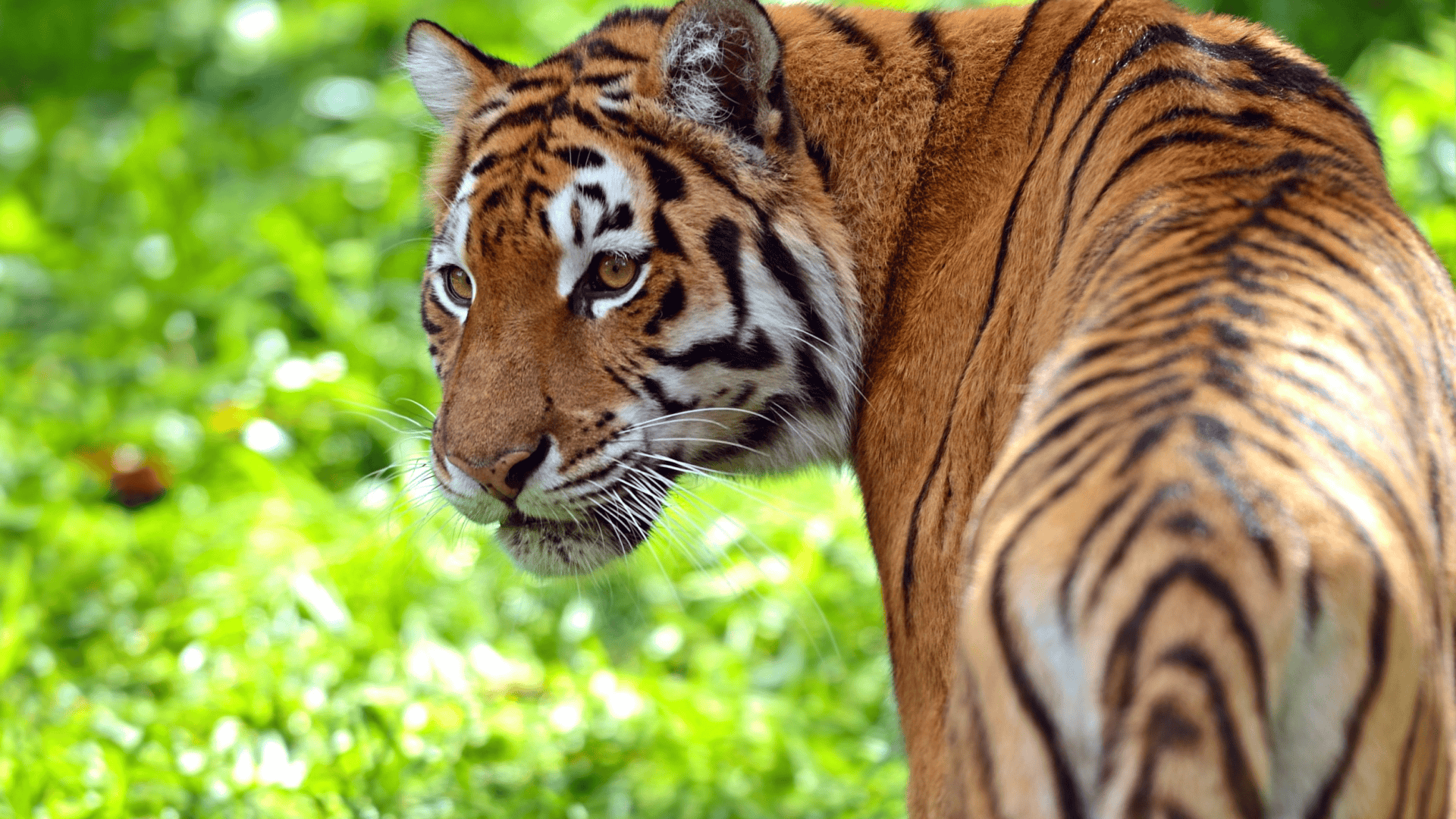 imagem_2024-07-23_161453991-1920x1080.png