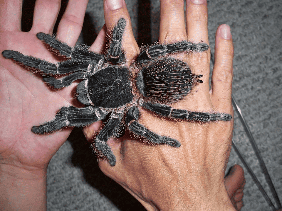 Quais as maiores aranhas do mundo?
