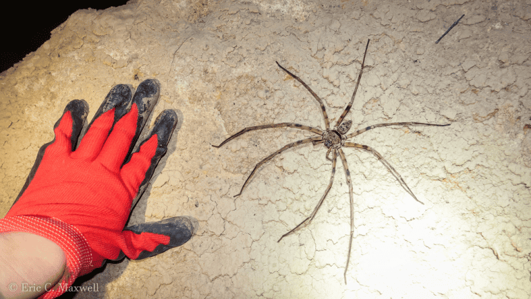 Quais as maiores aranhas do mundo?