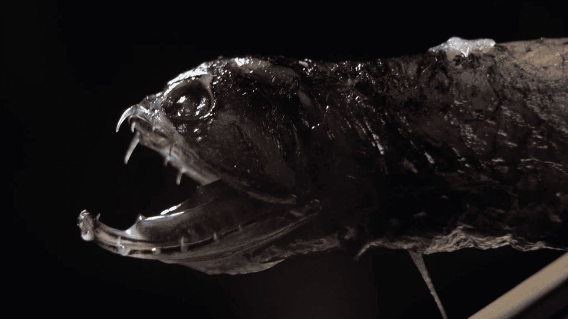 peixe-dragao-1-1920x1080.png
