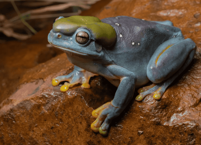 sapo-azul-1-695x500.png