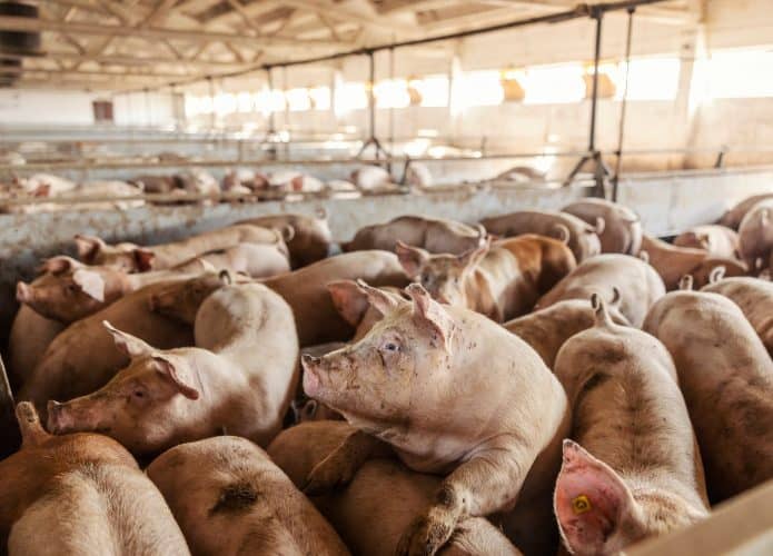 Porcos de transplantes oferecem bacon seguro para alérgicos a carne vermelha