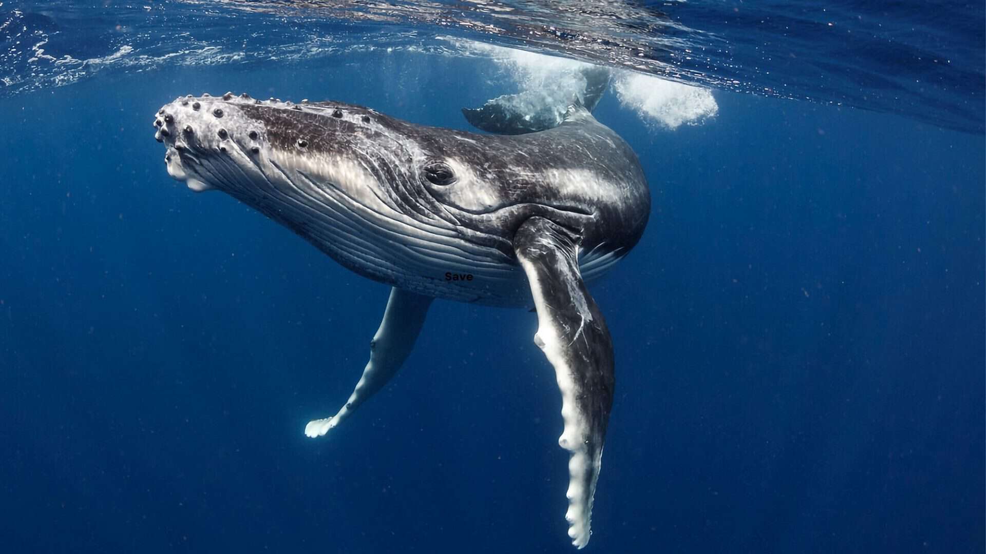 baleia no mar