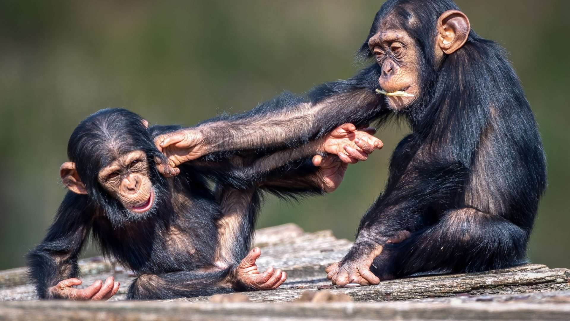 shutterstock_2358828333-1-1920x1080