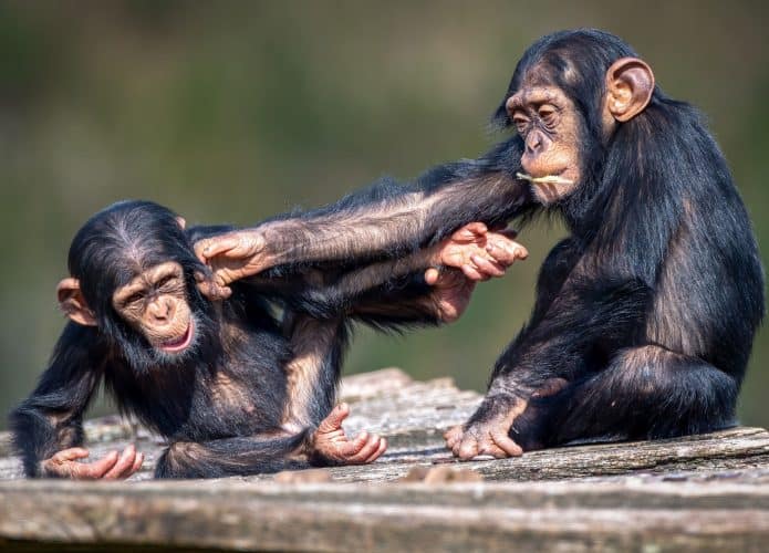 Chimpanzés conversam da mesma forma que humanos, diz pesquisa