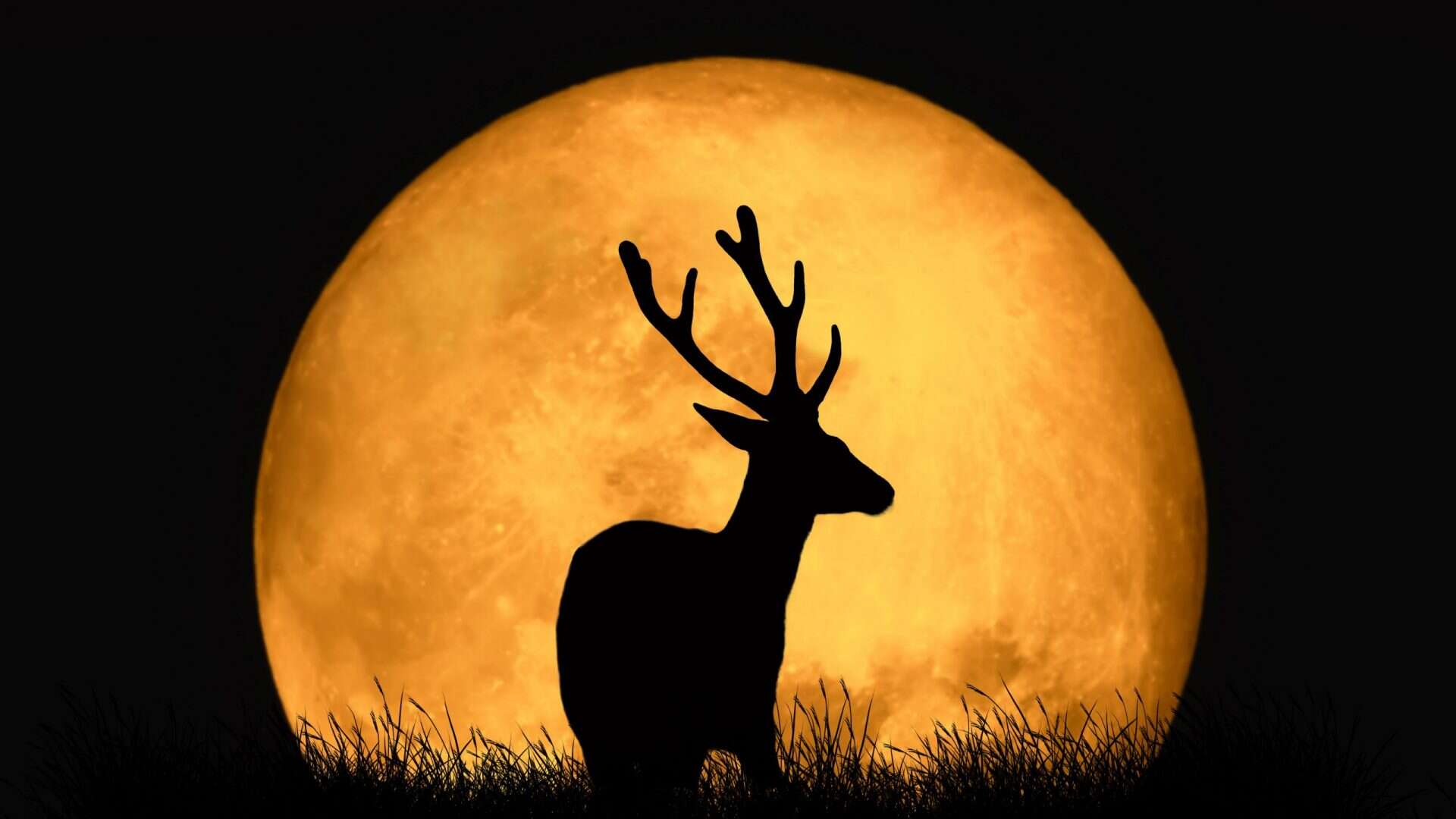 lua cheia cervos