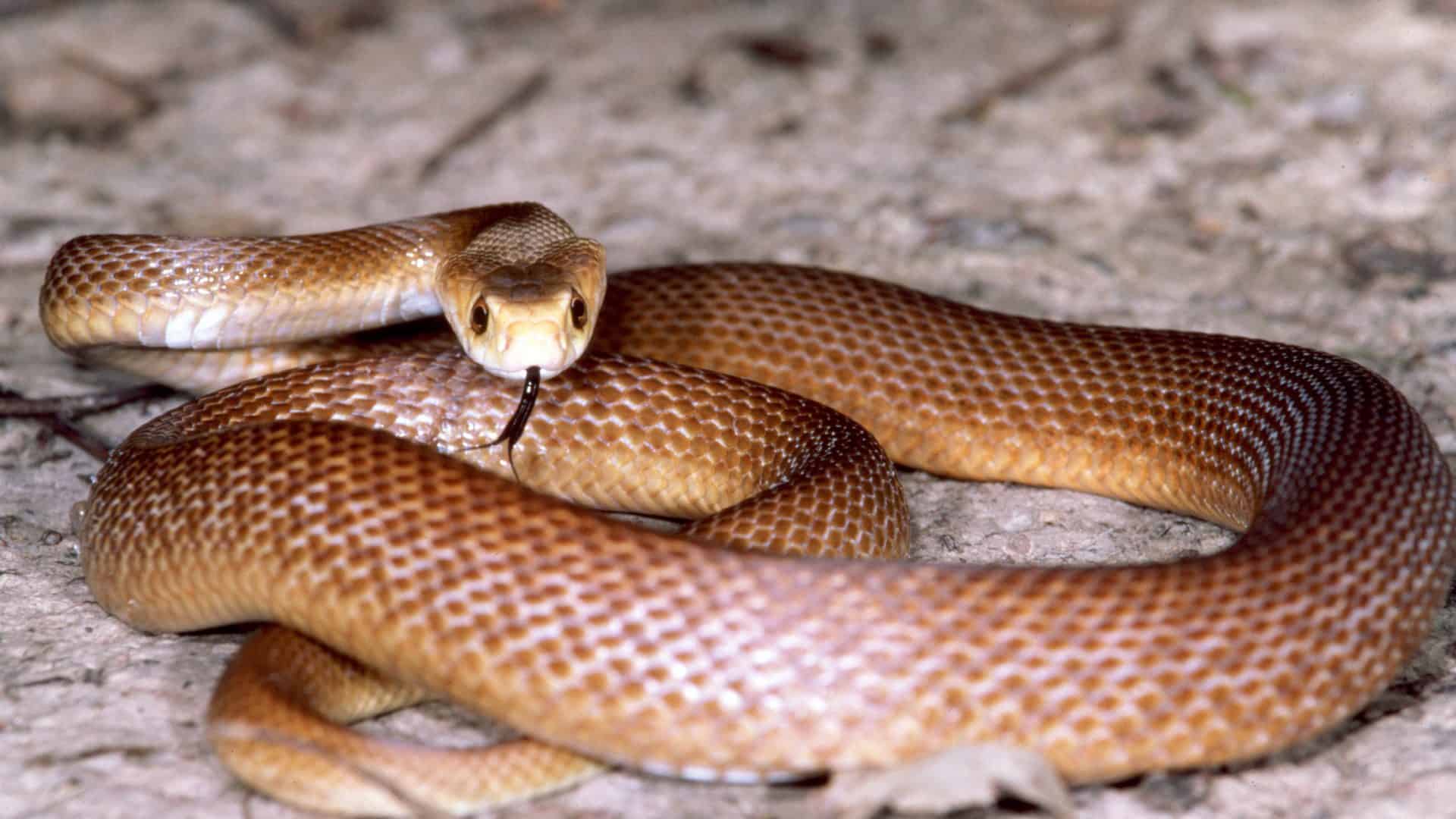 taipan-costeira-1-1920x1080
