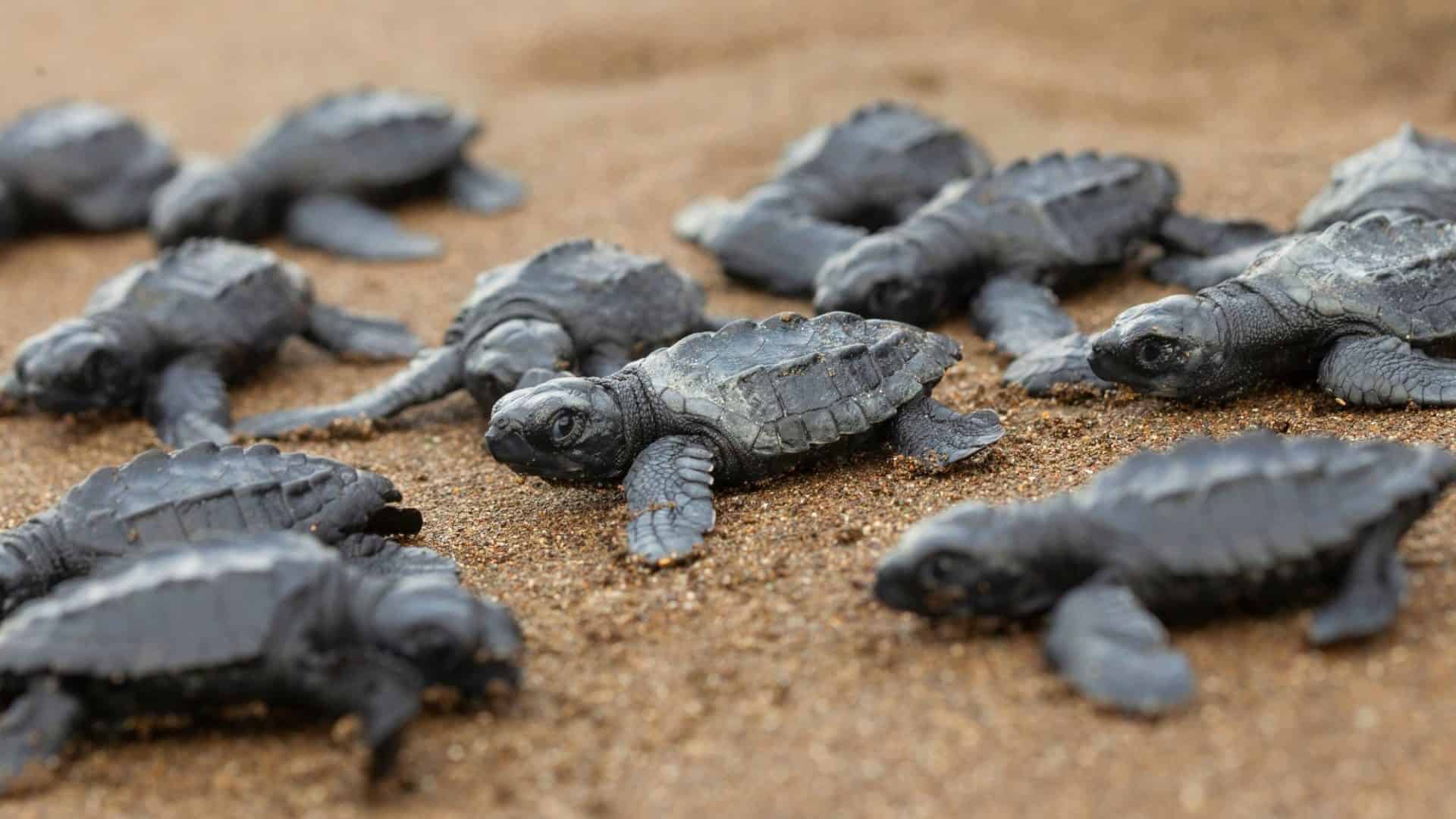tartaruga marinha