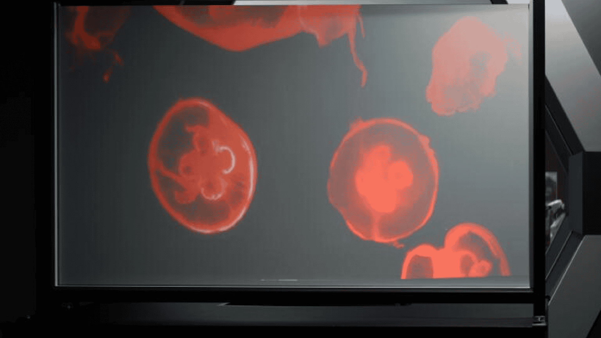 Imagem mostra uma tela OLED