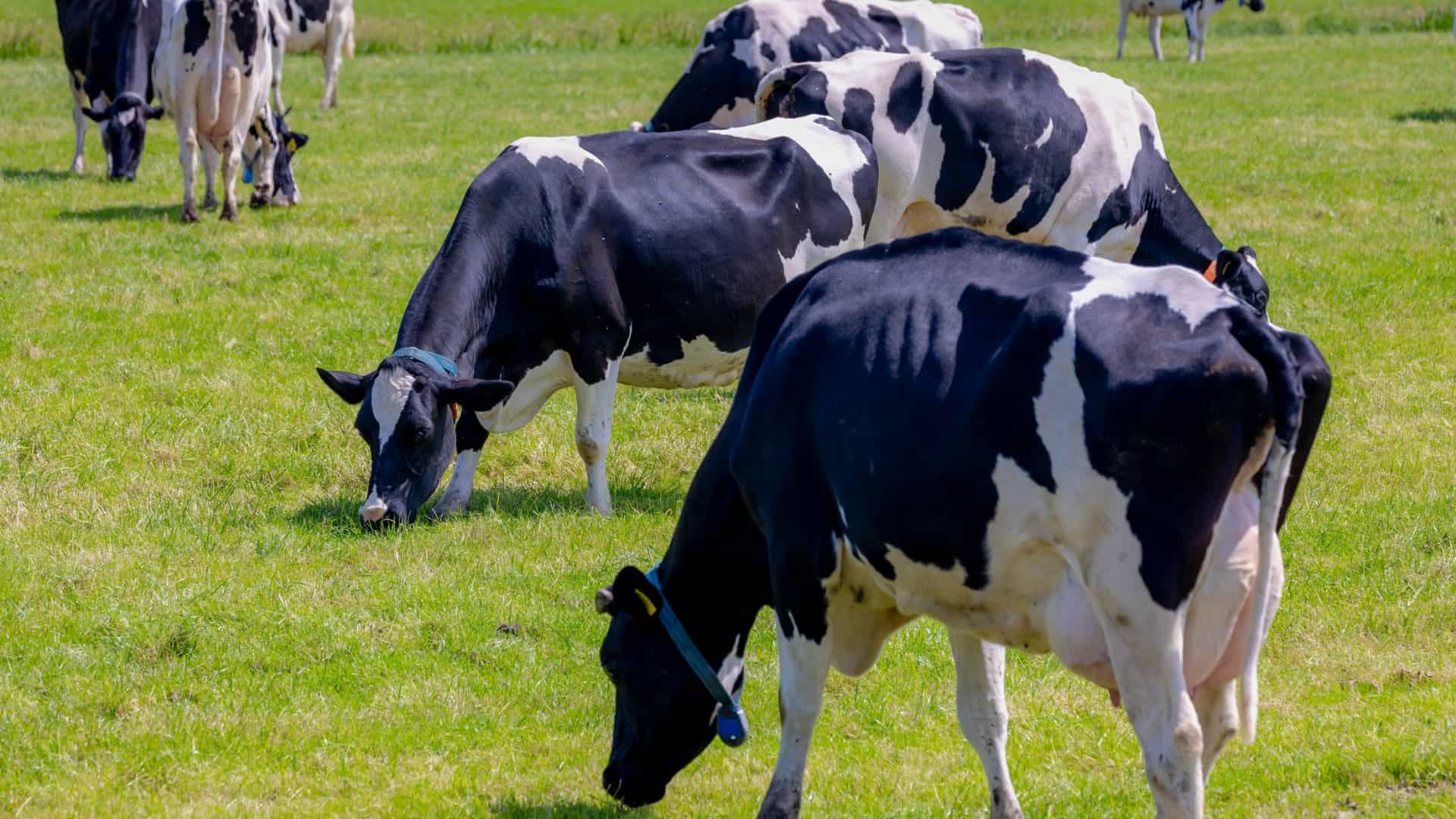 vacas-1-1920x1080