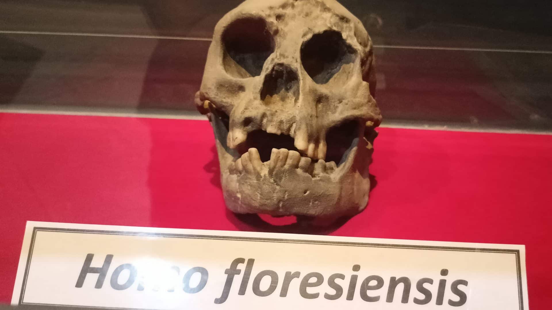 Homo-floresiensis-1920x1080