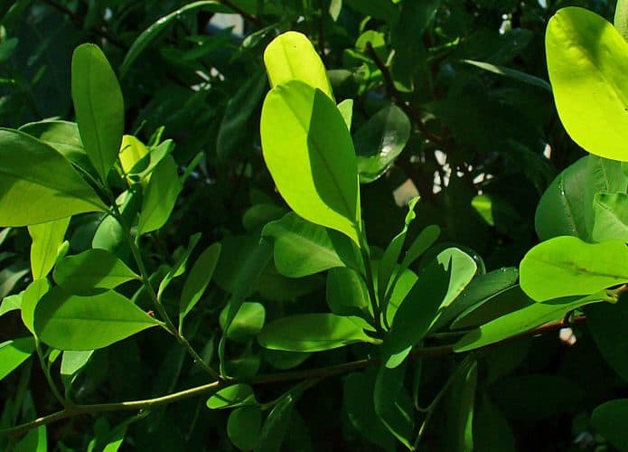 Planta da qual se extrai a droga cocaína