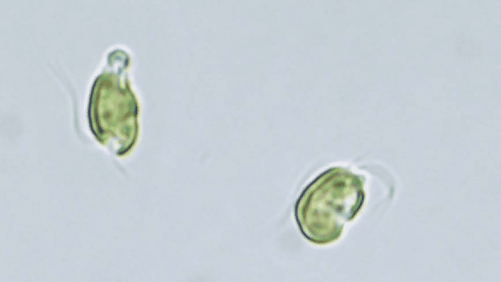 Prymnesium-parvum-1920x1080.png