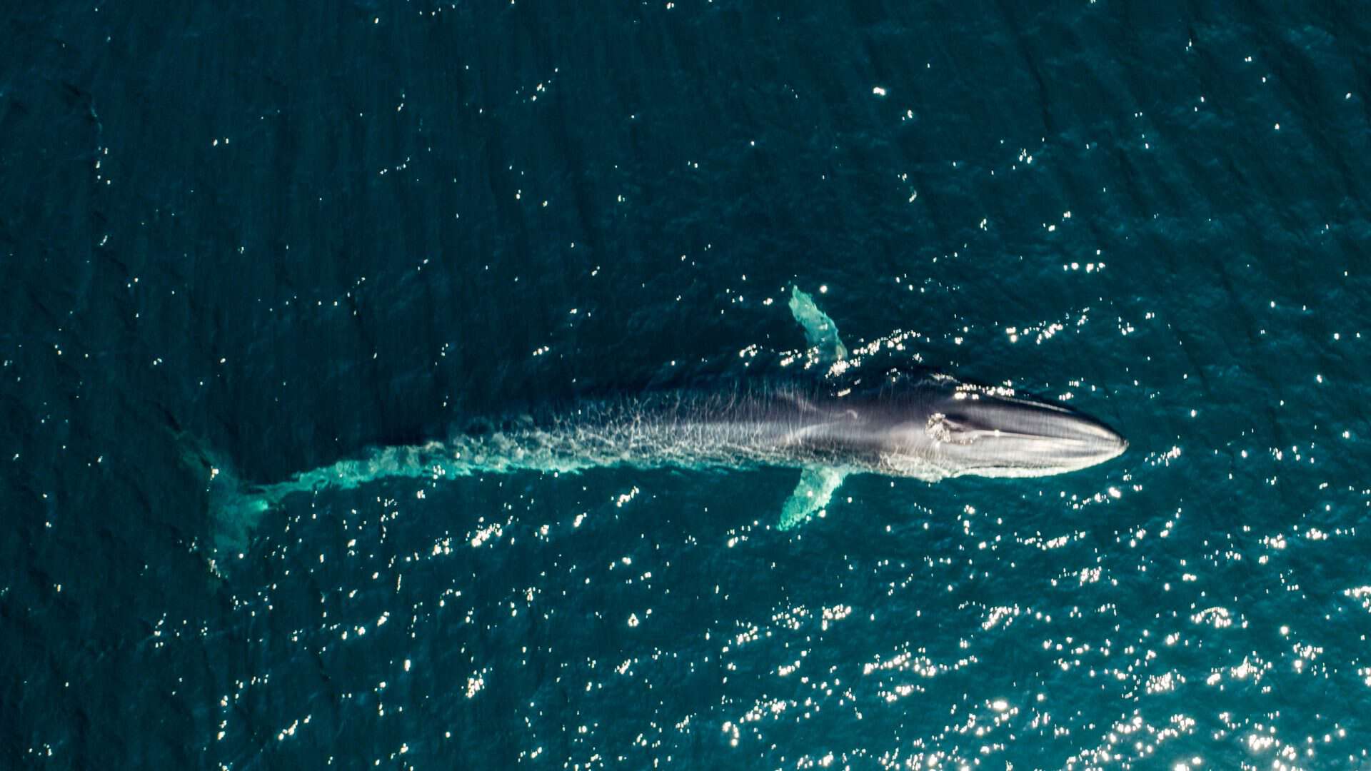 baleia-comum-1920x1080