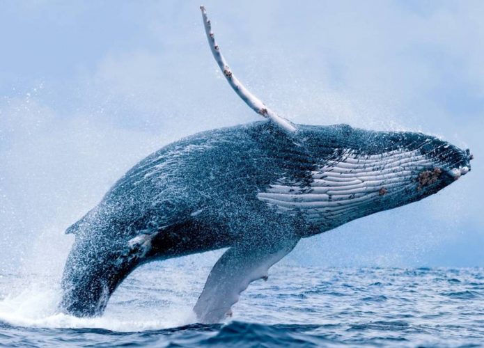 baleia jubarta ilhas galápagos. o bicho está pulando da água, saltando pelo ar