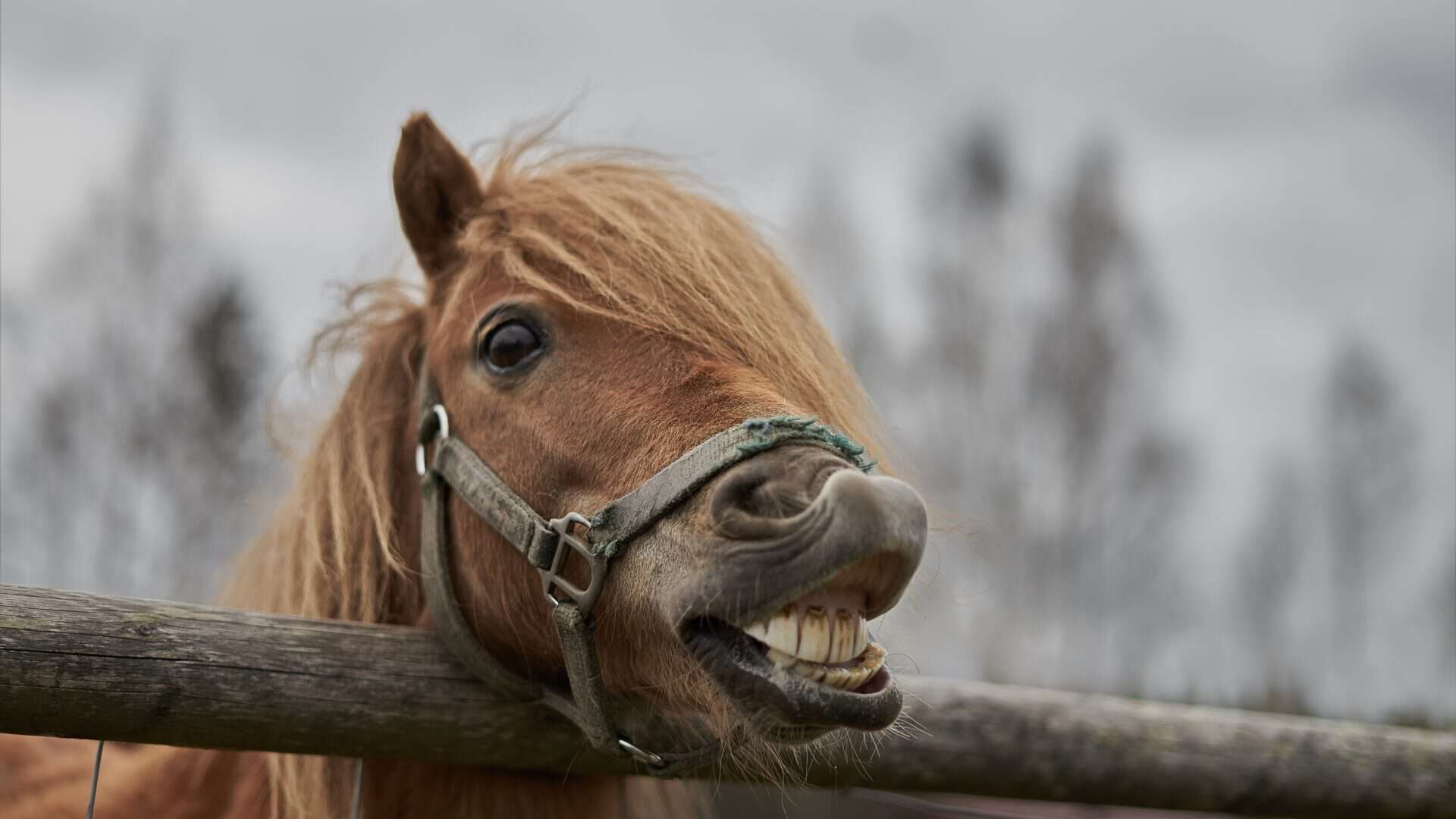 cavalo-1920x1080