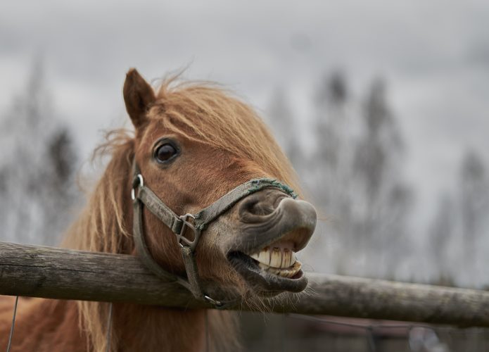 Cavalos são ótimos estrategistas, aponta estudo