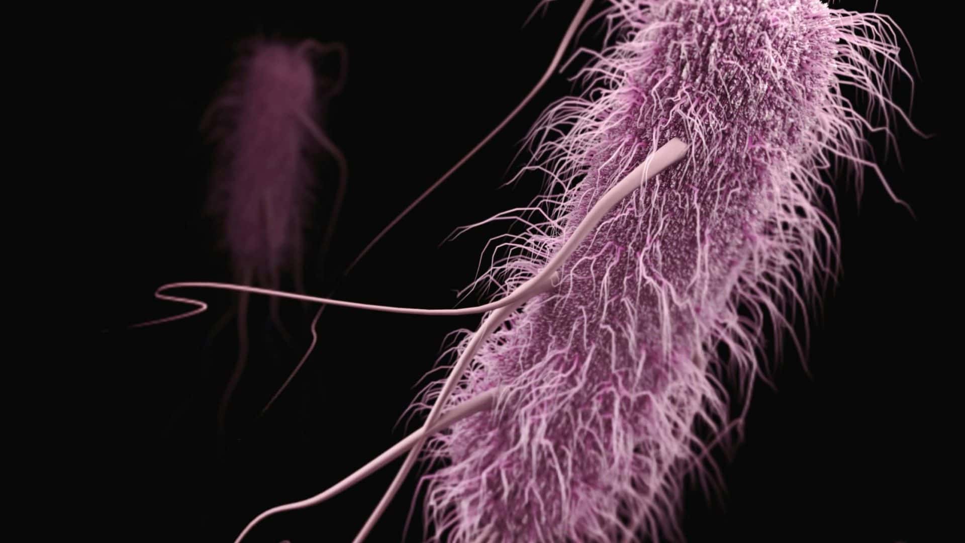 escherichia-coli-bacteria-1920x1080