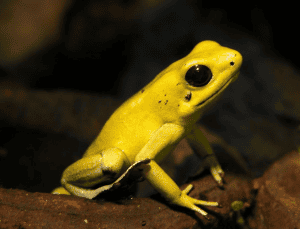 quais-os-animais-mais-venenosos-do-mundo-olhar-digital