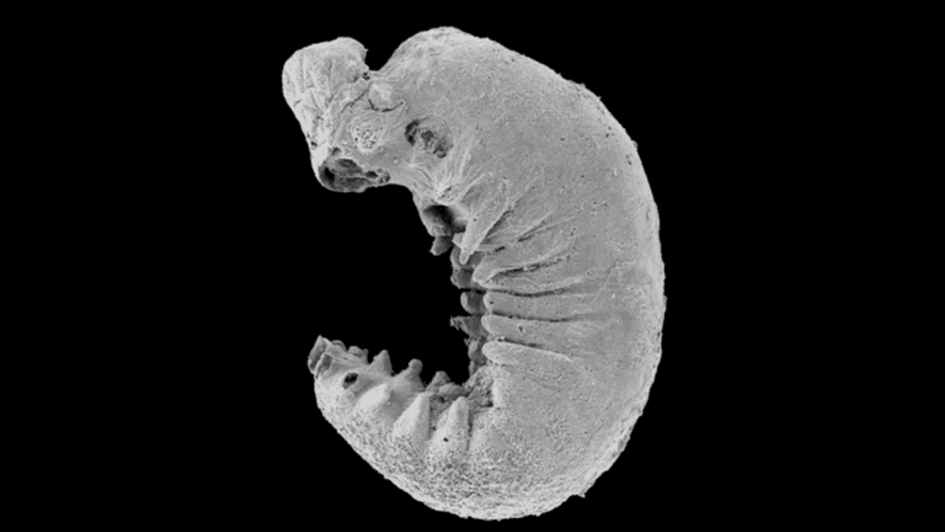 larva-1-1920x1080.png