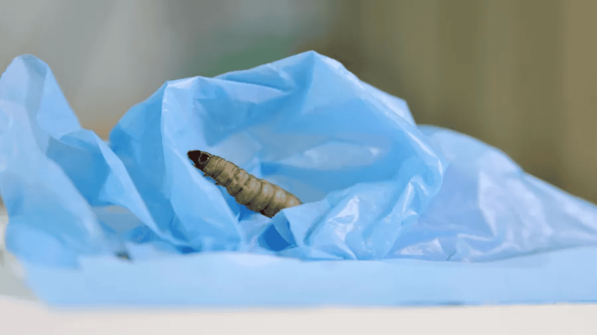 larva-plastico-1-1920x1080.png