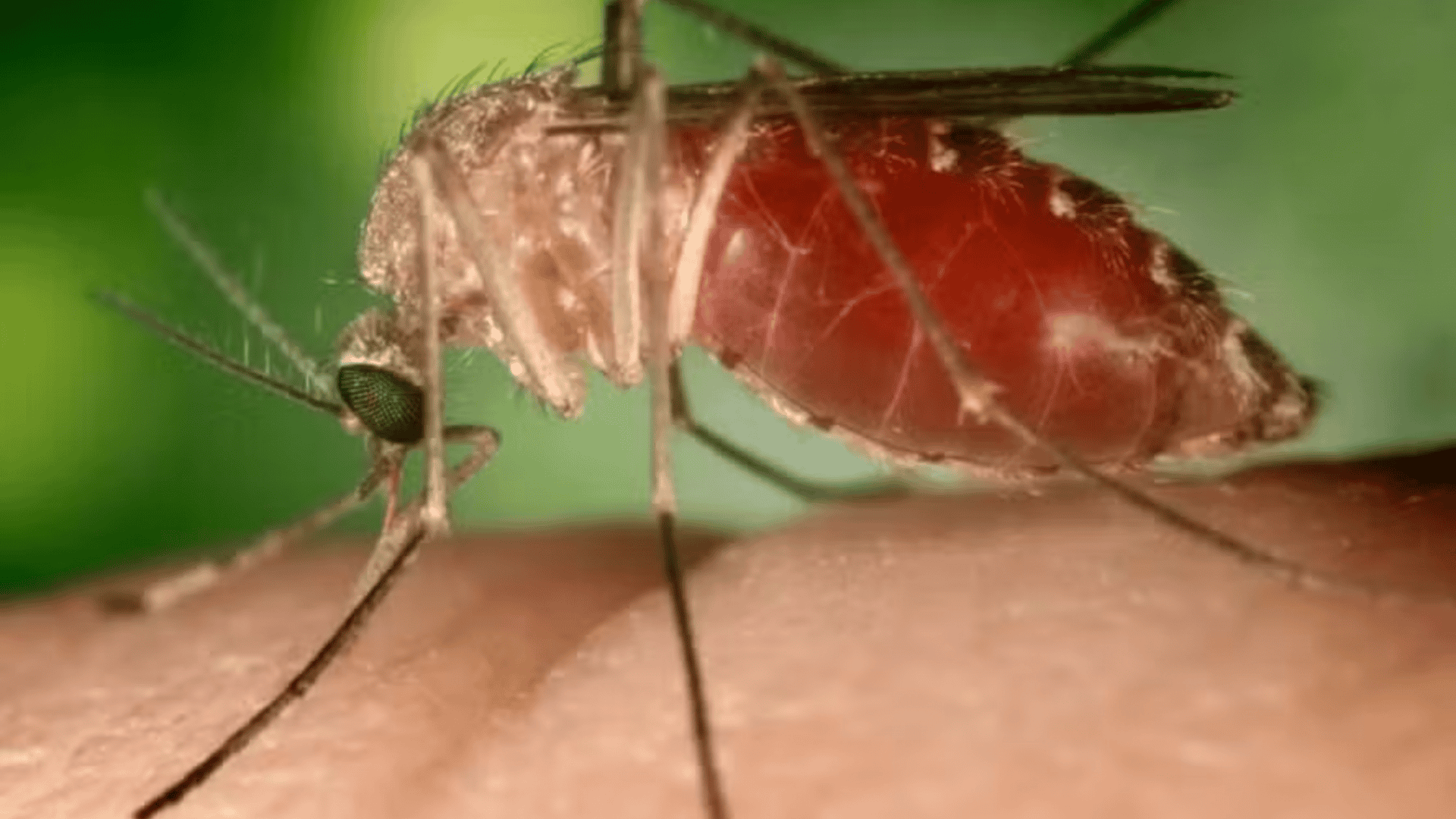 Mosquito em cima da pele de uma pessoa