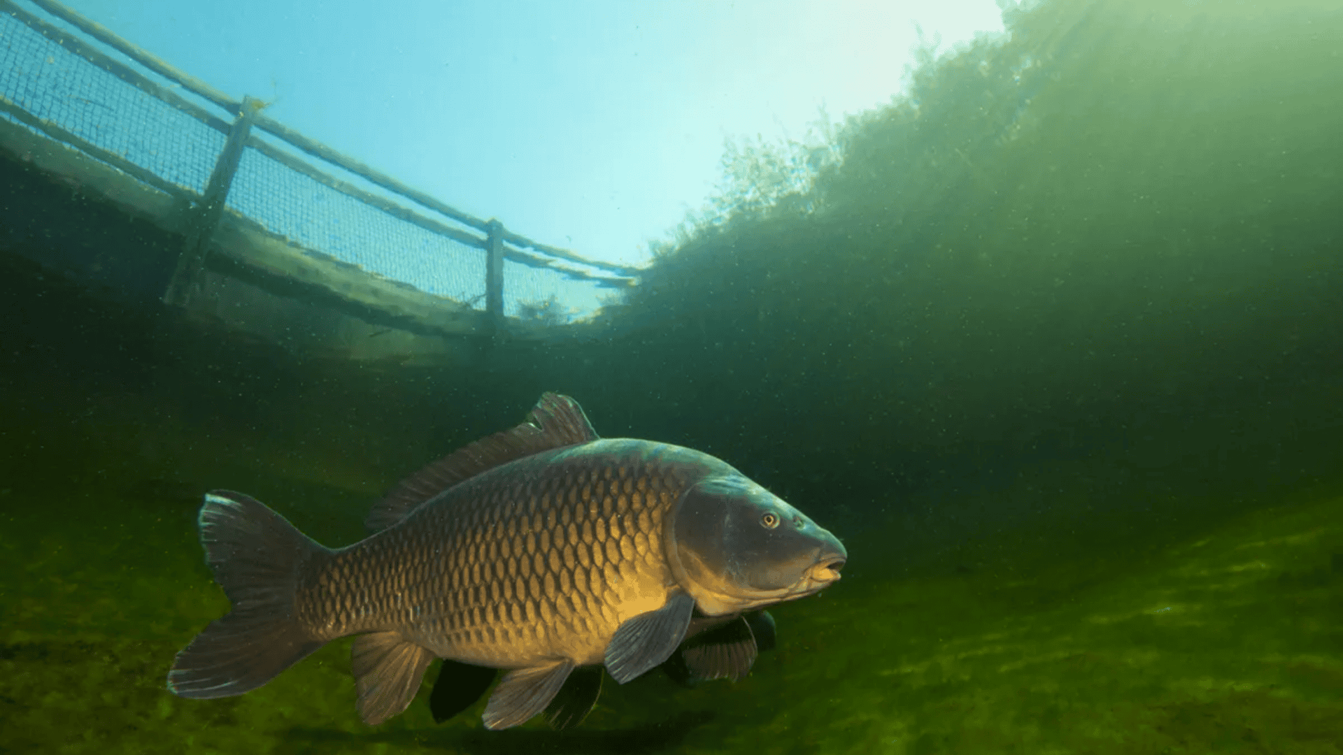 peixe-1-1920x1080.png