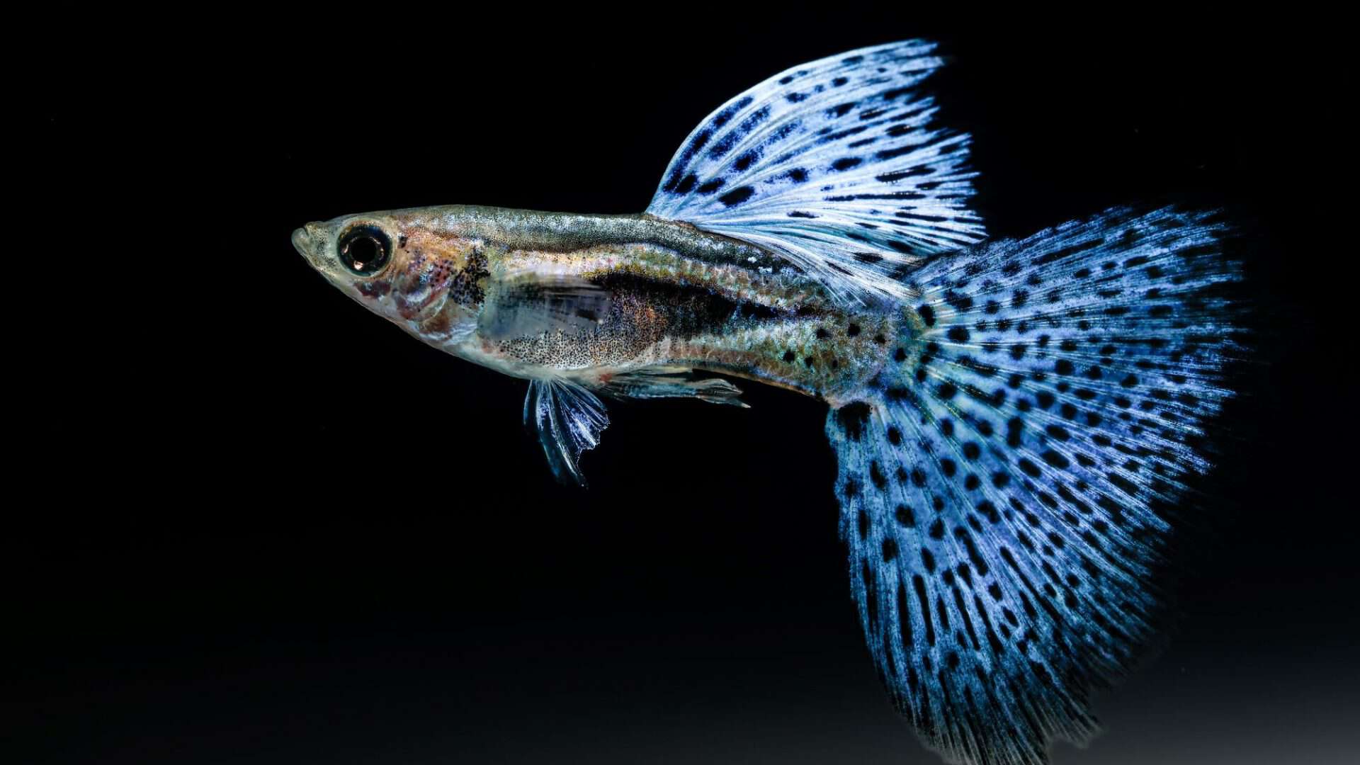 peixe