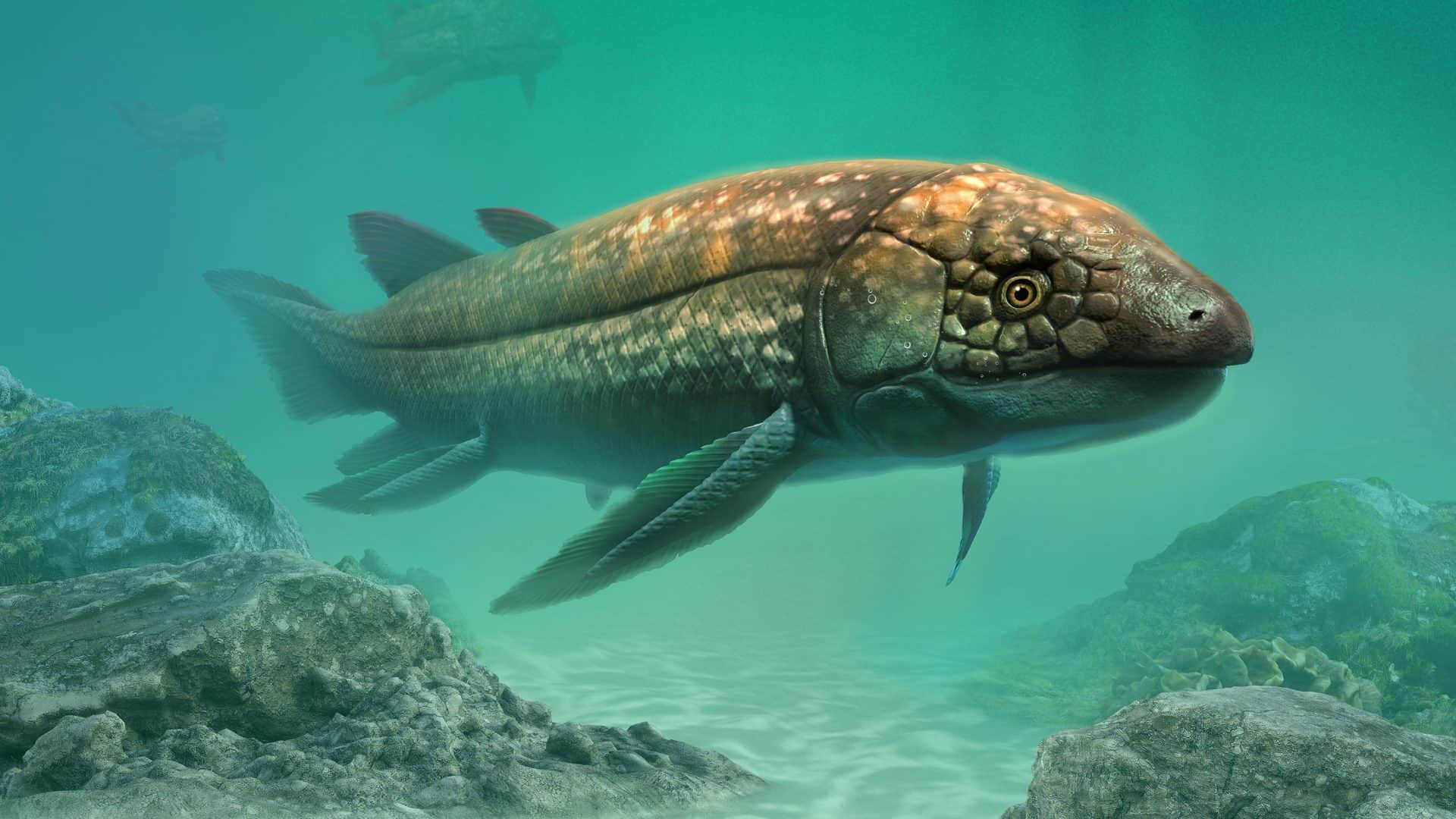 peixe-pulmonado-1920x1080