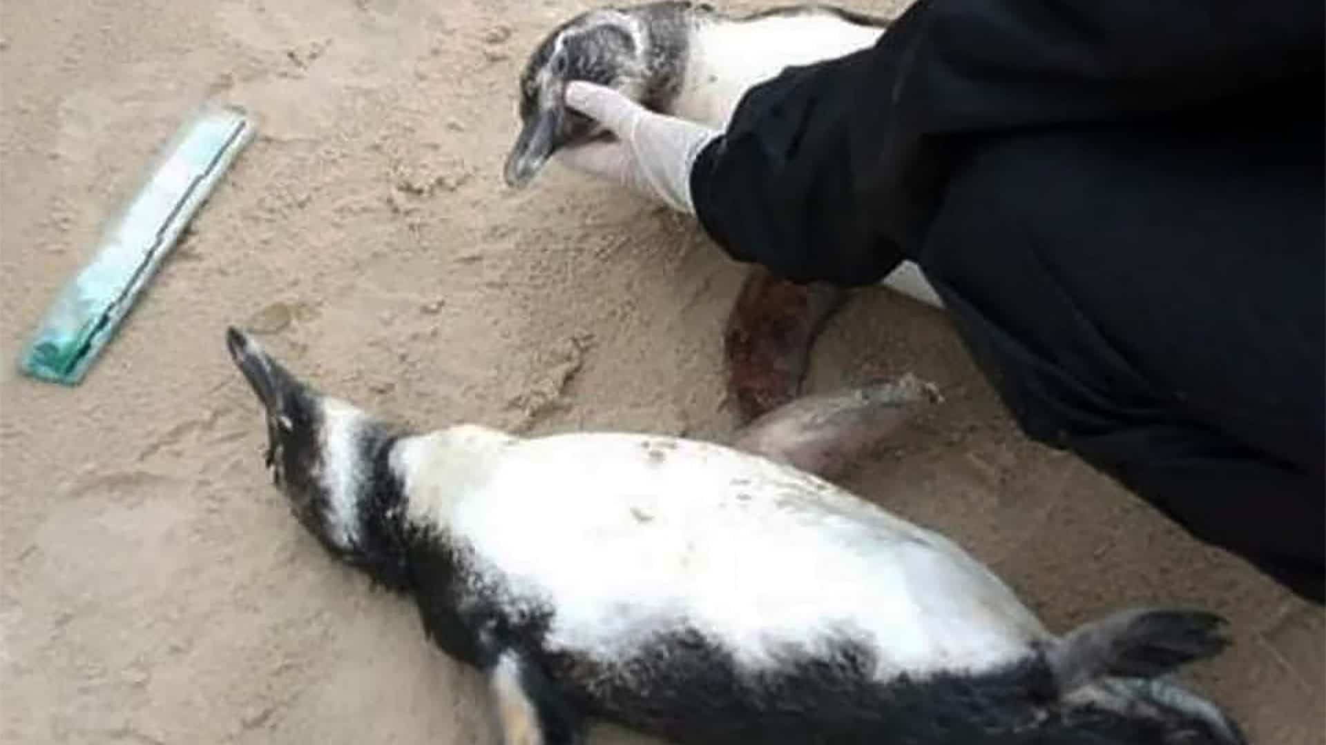 pinguins-mortos-Associacao-R3-Animal-1920x1080