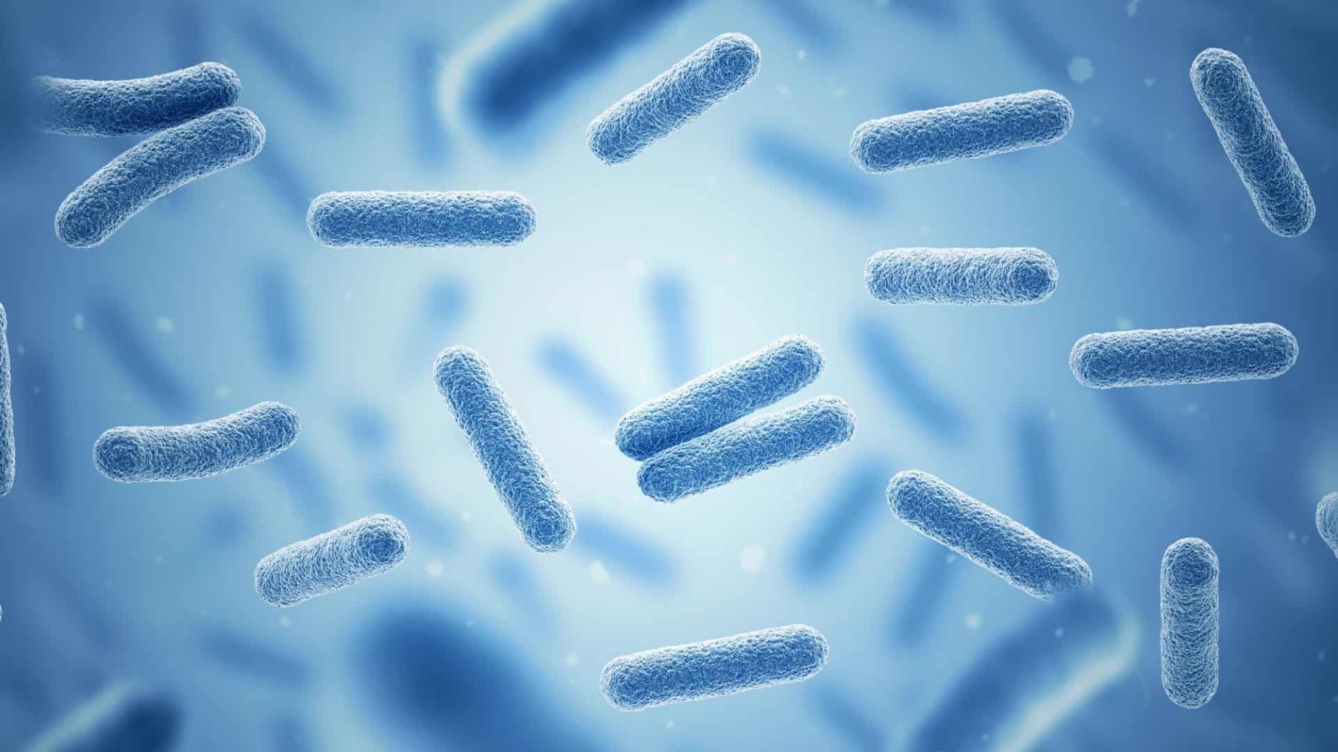 Procariontes