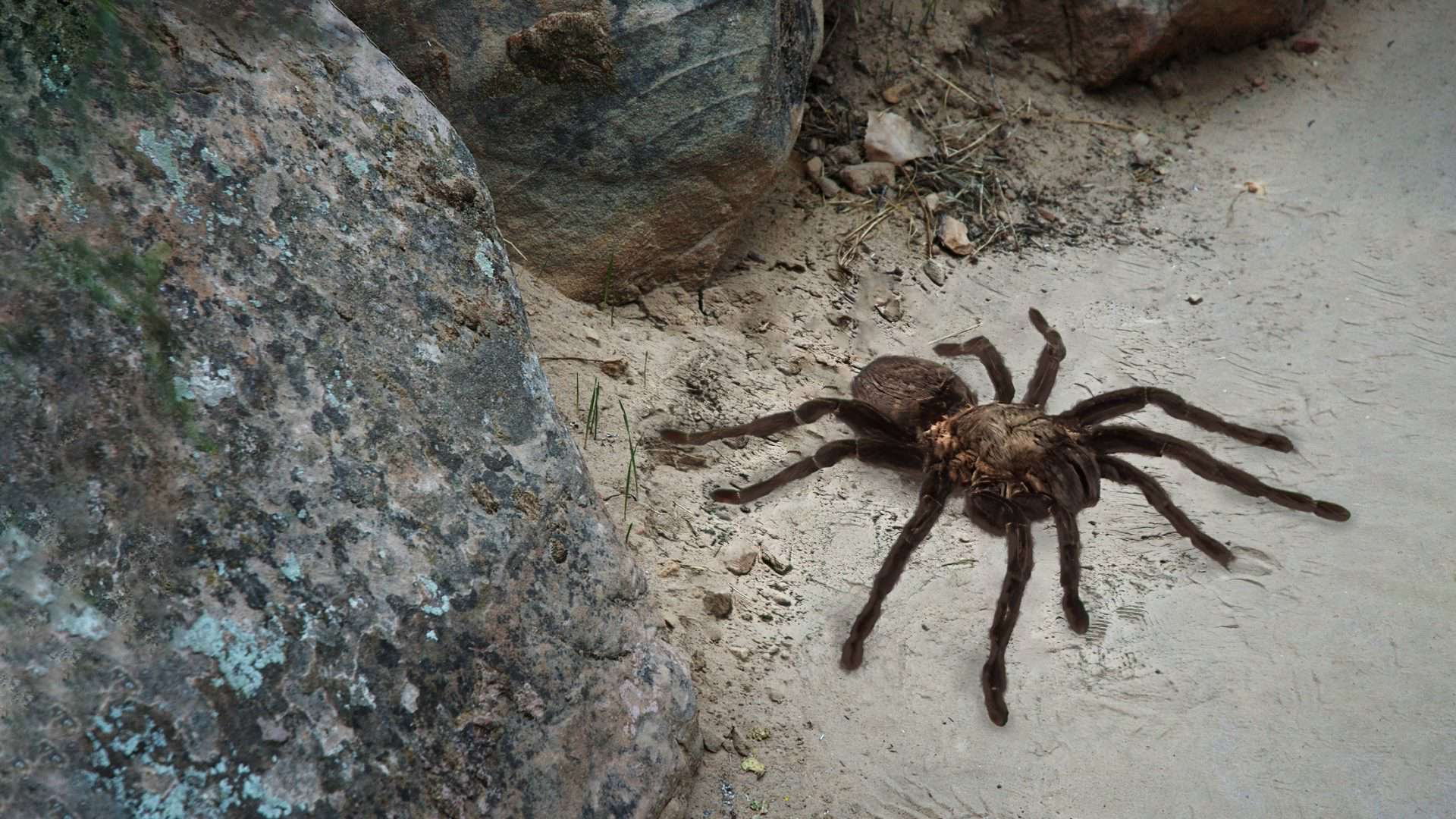 tarantula-1-1920x1080