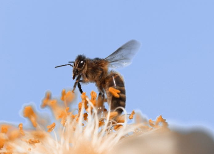 Abelha é importante para polinização de flores