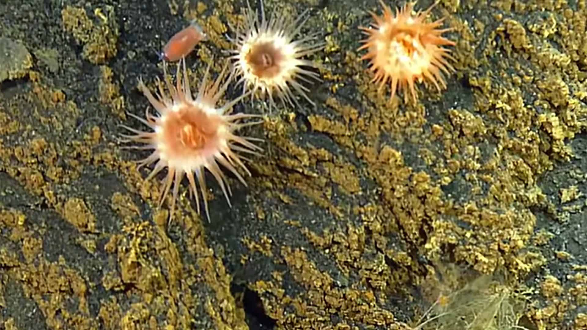 anemonas-do-mar-1920x1080