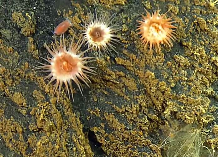 anemonas-do-mar-695x500