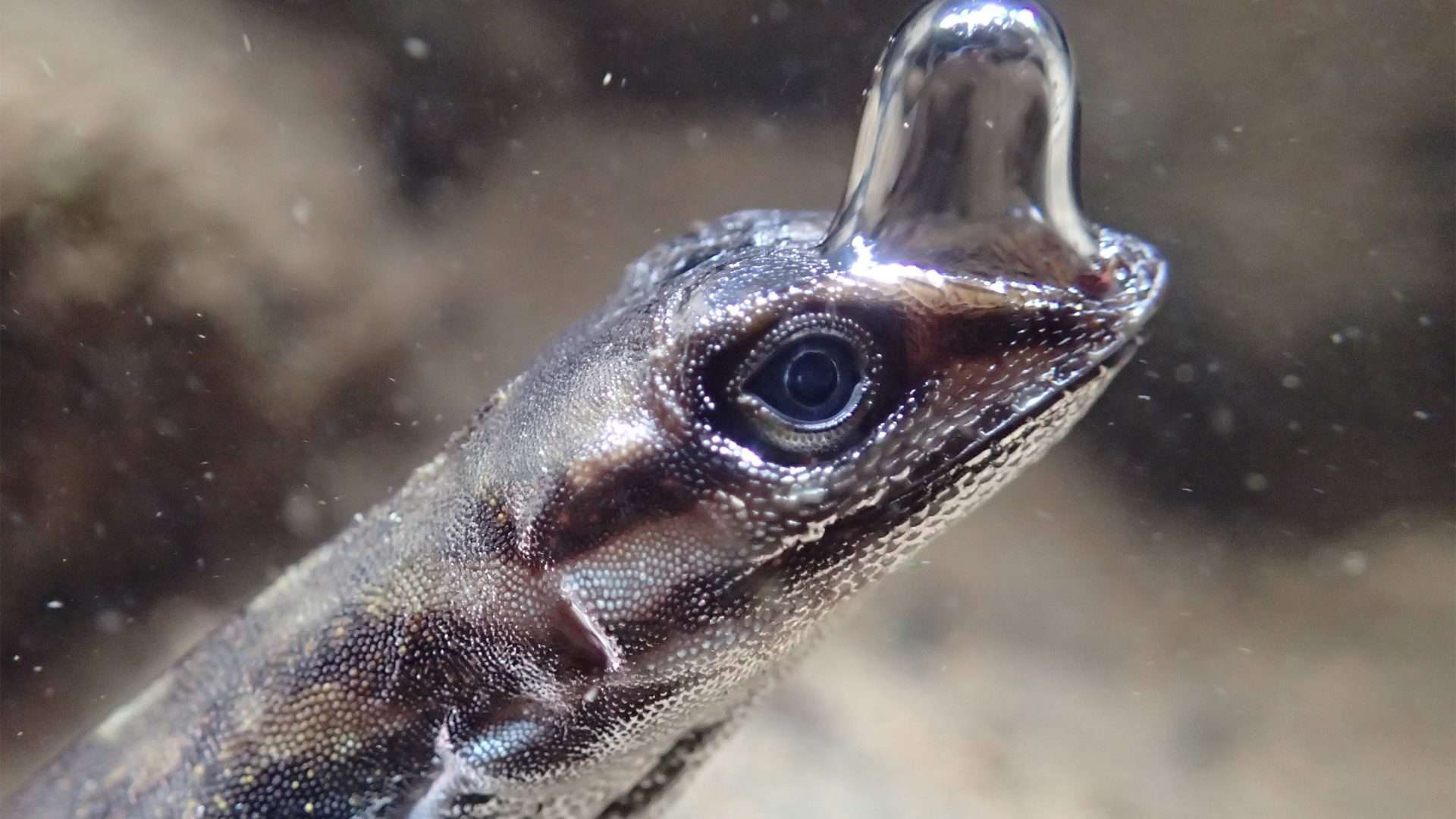 anolis-aquaticus-1920x1080
