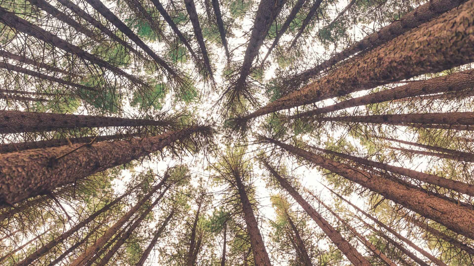 arvore-tronco-madeira-natureza-floresta-galhos-folha-1920x1080