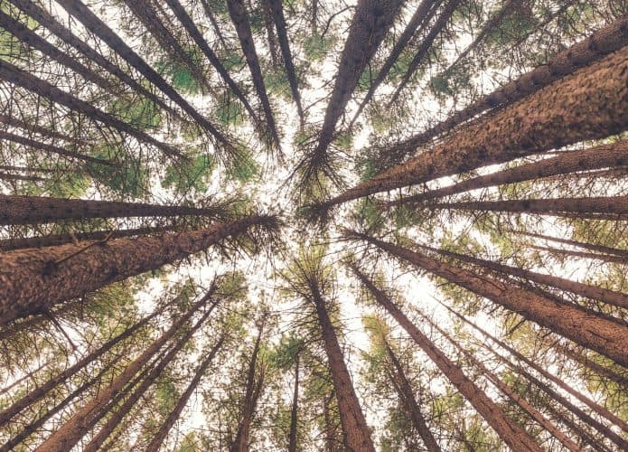 arvore-tronco-madeira-natureza-floresta-galhos-folha-695x500