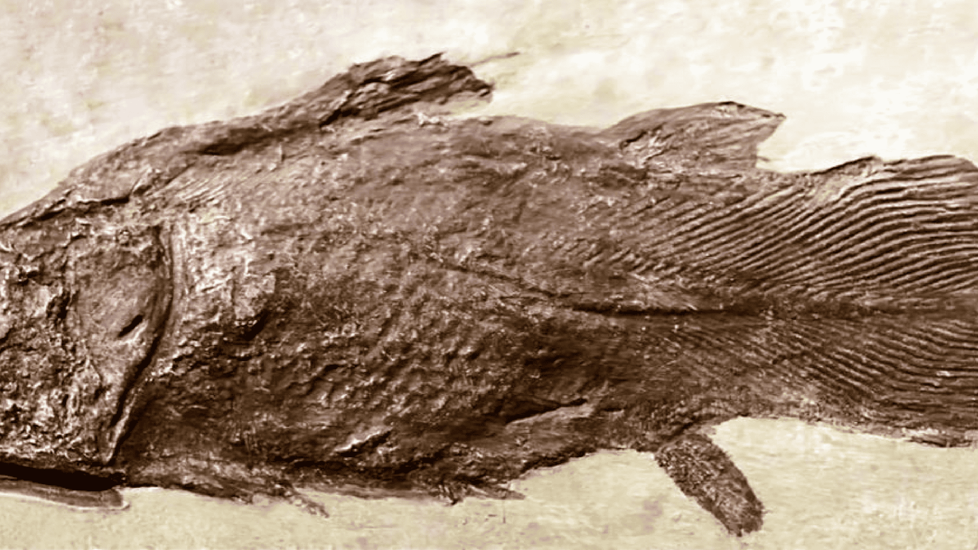 celacanto-3-1920x1080.png