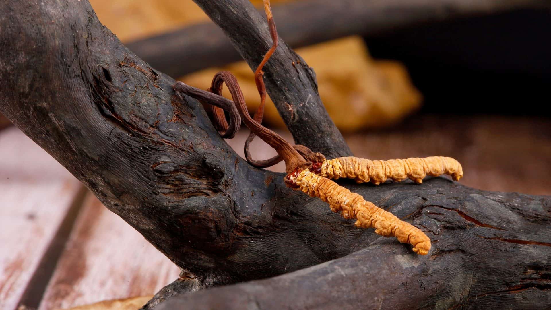 Cordyceps em uma árvore