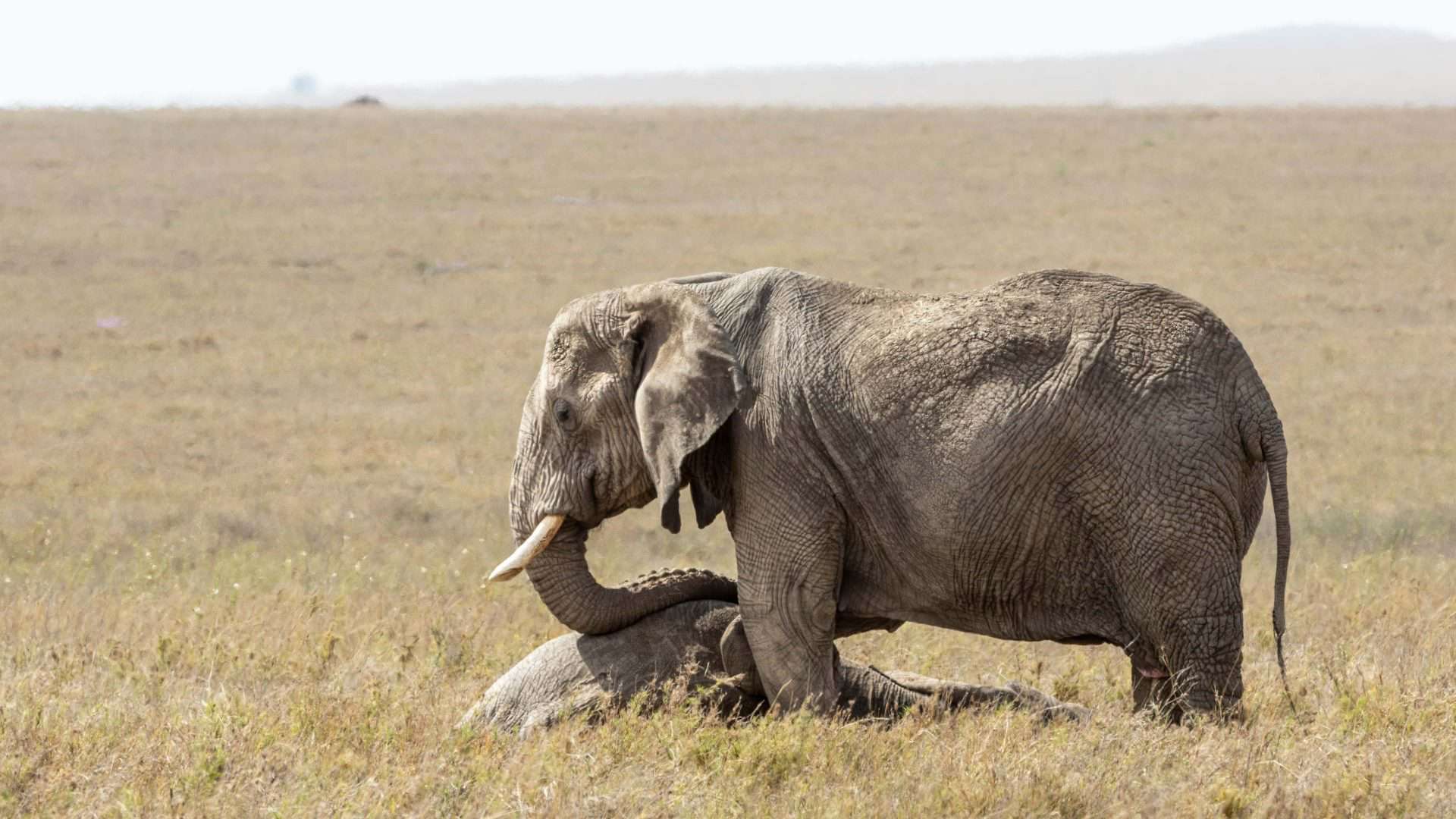 Elefante de luto em pé sobre um bebê morto no Parque Nacional do Serengeti, na Tanzânia