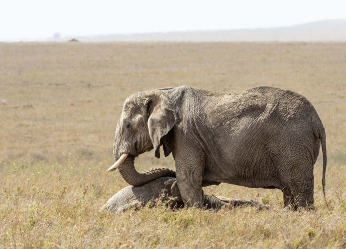 Elefante de luto em pé sobre um bebê morto no Parque Nacional do Serengeti, na Tanzânia