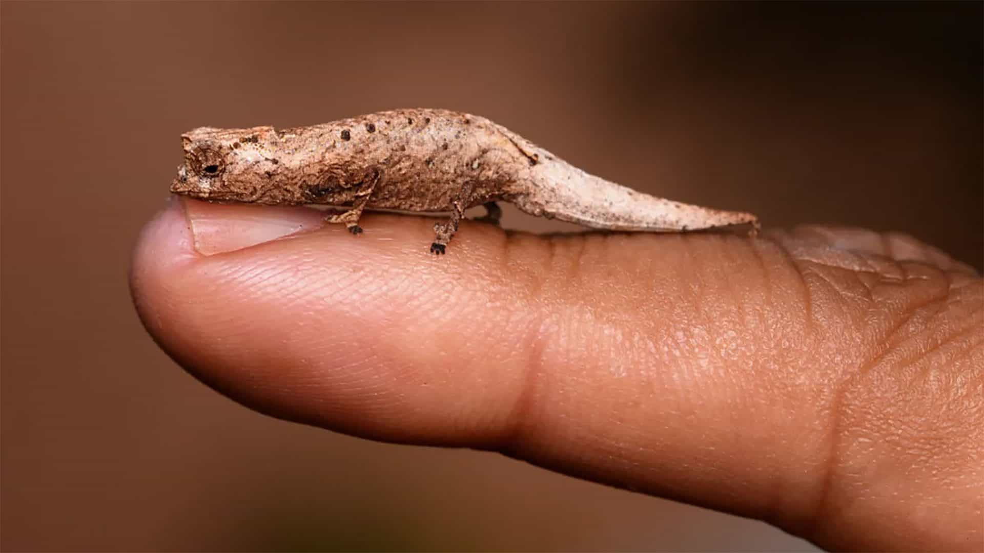 mini-camaleao-1920x1080