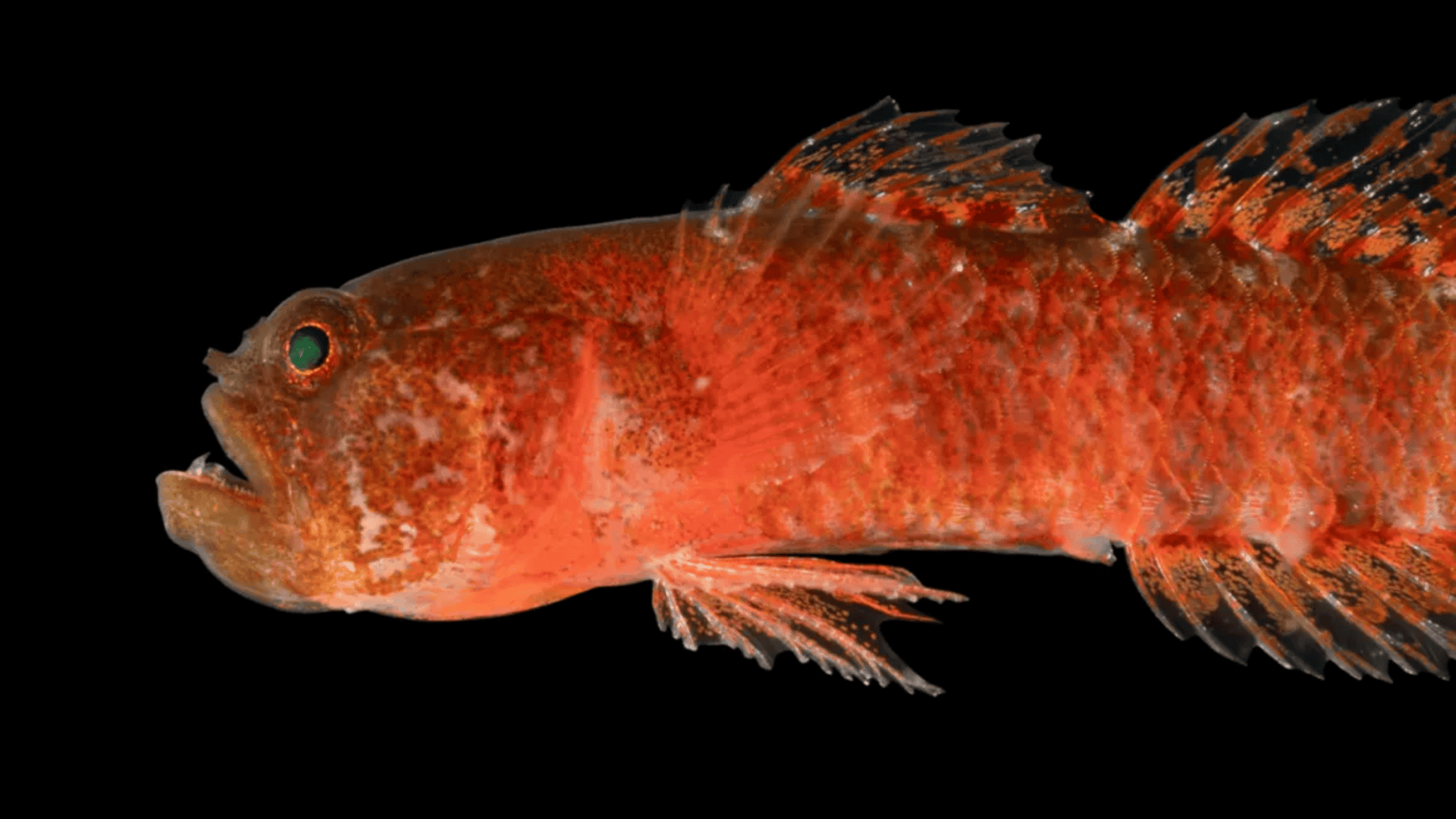 peixe-1-1920x1080.png