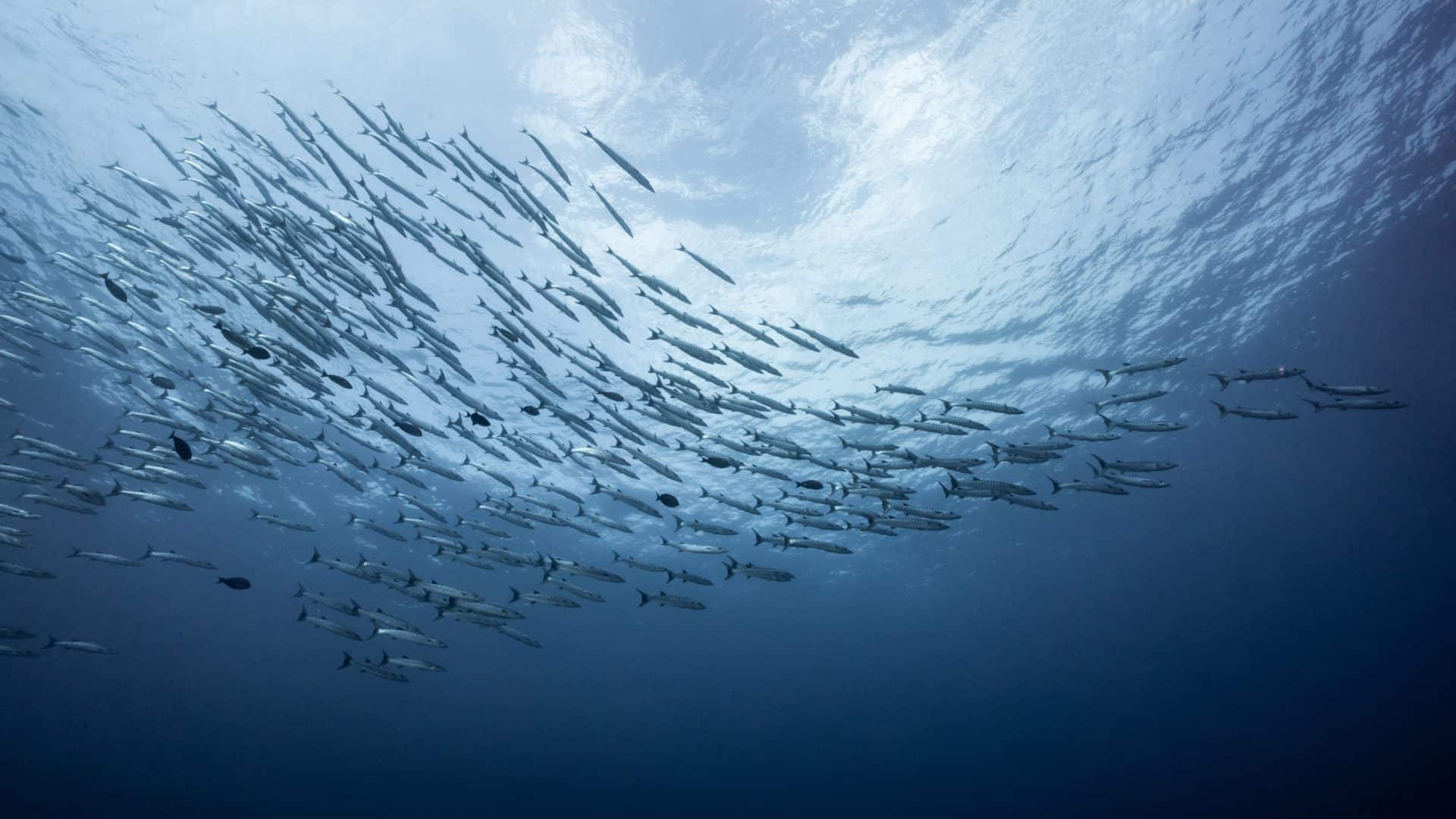peixes-1920x1080