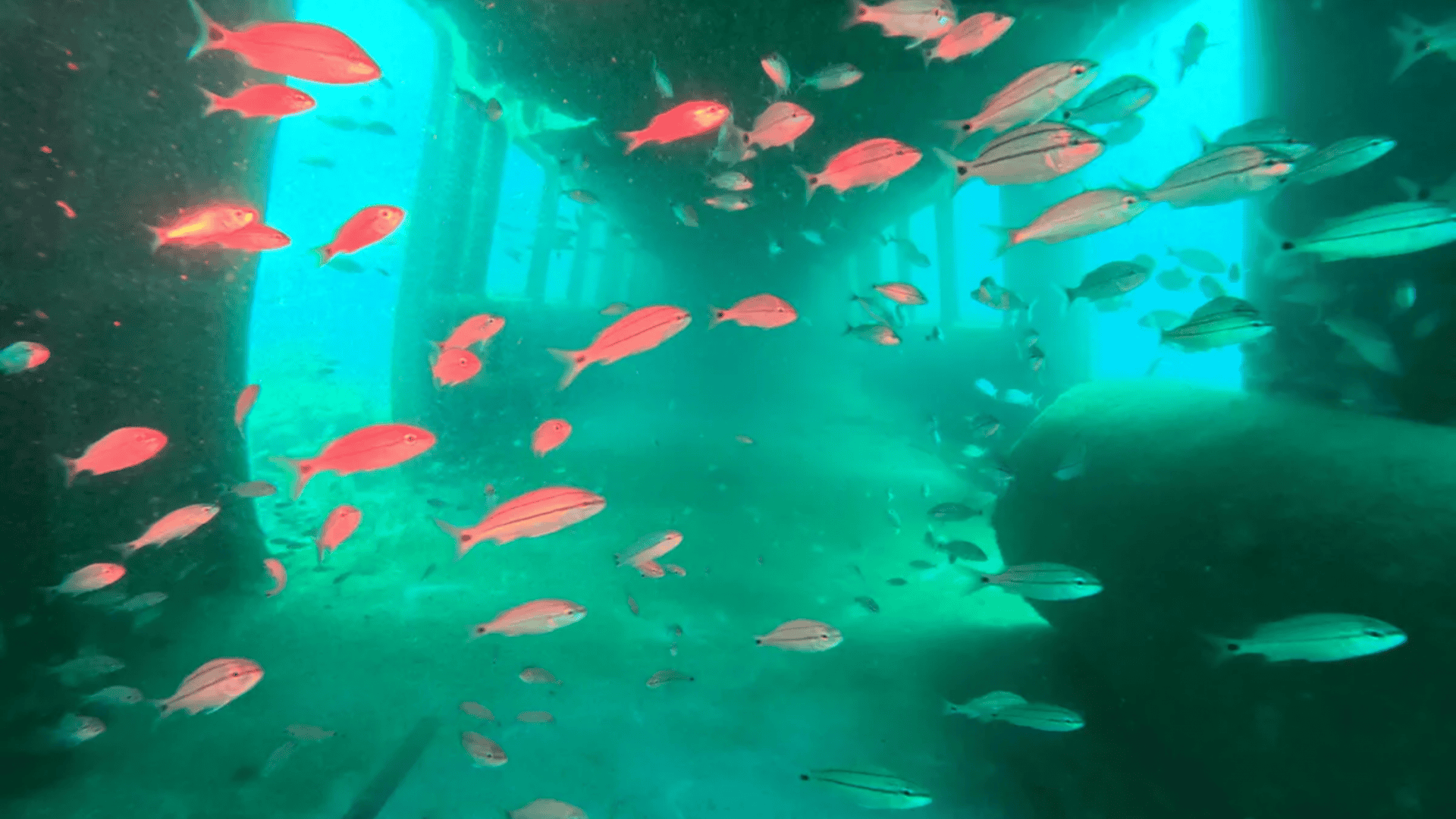 peixes-em-vagao-abandonado-1-1920x1080.png