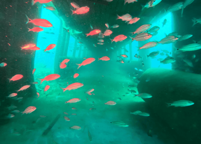 peixes-em-vagao-abandonado-1-695x500.png