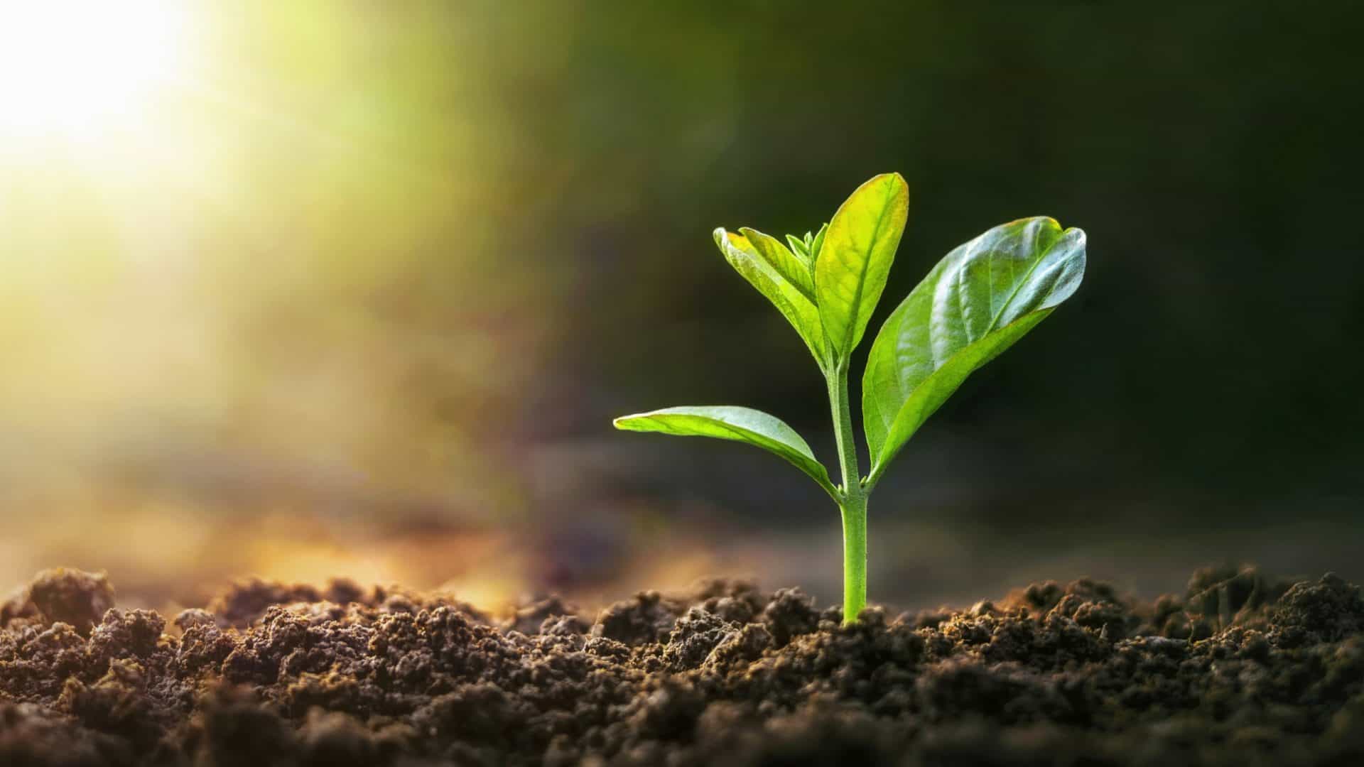 planta-1920x1080